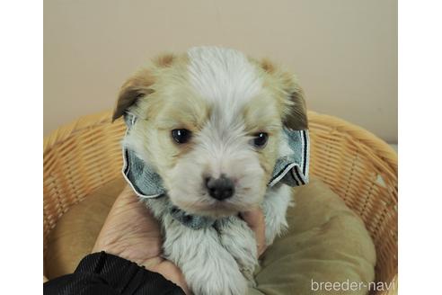 成約済の埼玉県のミックス犬-161202の1枚目